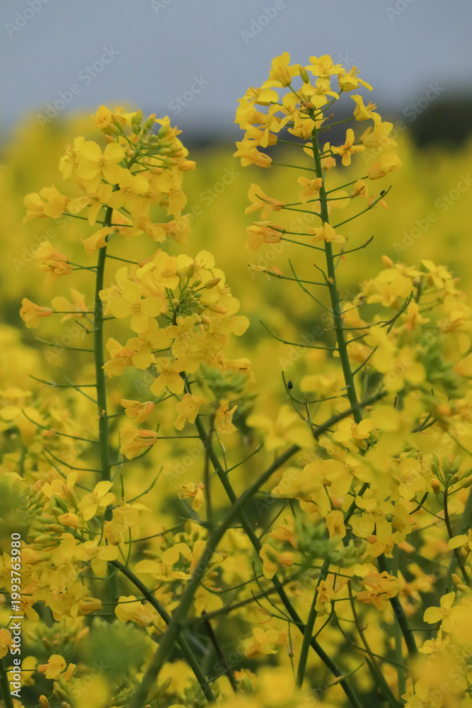 Obraz premium rape seed field
