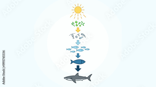 A clear and concise Flat Design illustration demonstrating the marine food chain, from sunlight and phytoplankton to a shark. This visual effectively explains ecological energy transfer in the ocean.