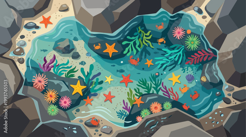 A vibrant Flat Design illustration capturing the diverse marine life found in a tidal pool at low tide. This visual emphasizes the unique and resilient ecosystem of coastal intertidal zones.