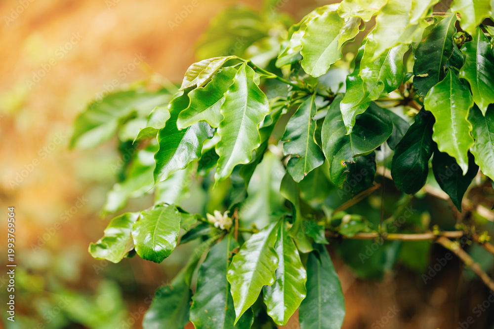 Fototapeta premium Coffee plant leaves under warm sunlit plantation canopy