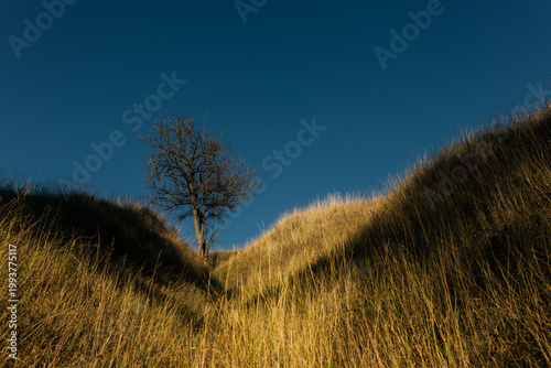 Tree in valley between hills with warm sunlight and dramatic shadows