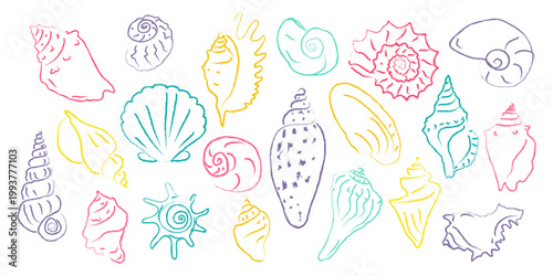 Set of sea shells in sketch design. Collection of illustrations of colorful seashells in line art style on a white background.
