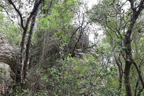 Ancien oppidum, aussi appelé oppidum de mus, site archéologique, village de Sauve, département du Gard, France