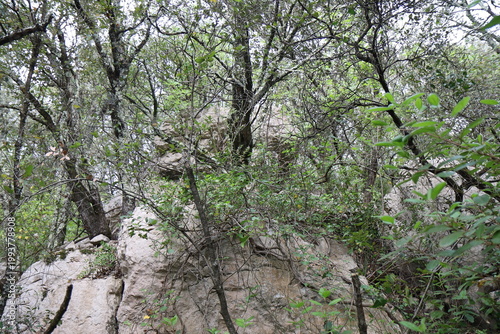 Ancien oppidum, aussi appelé oppidum de mus, site archéologique, village de Sauve, département du Gard, France