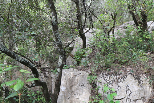 Ancien oppidum, aussi appelé oppidum de mus, site archéologique, village de Sauve, département du Gard, France