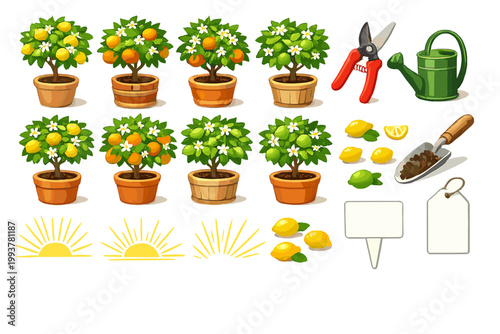 Growing lemon trees in pots with gardening tools and sun illustrations for plant care activities