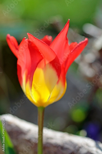fire  tulip in garden