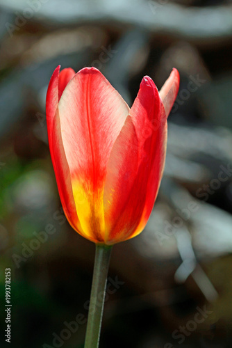 red tulip on a green background
