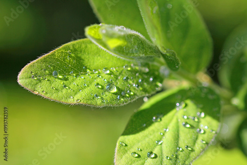 Honeyberry: a close-up of the flower and leaf