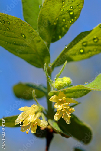 Honeyberry: a close-up of the flower and leaf
