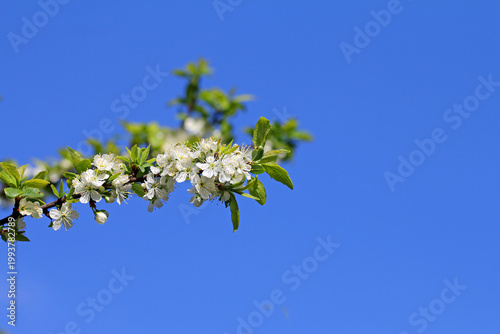 blooming yellow plum tree