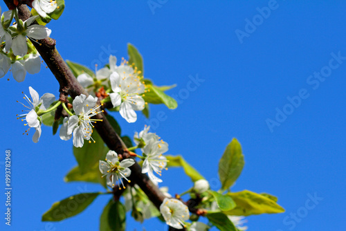 blooming yellow plum tree