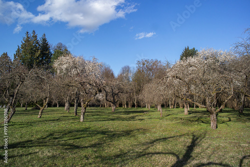 Fruit trees blooming in green field.