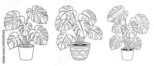 Monstera houseplant outline drawing set with potted tropical plants line art illustration.