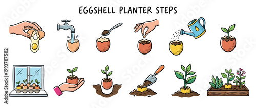 Eggshell planter steps illustration showing a DIY guide for growing seedlings from seeds in a recycled egg, a creative and educational gardening activity for kids and adults