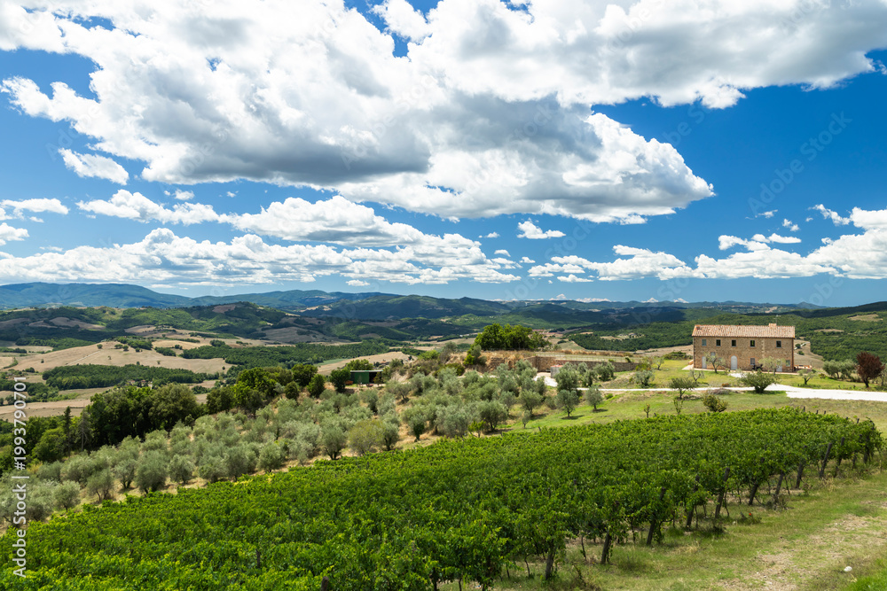 Fototapeta premium Tuscan vineyard landscape showing farmhouse and olive trees