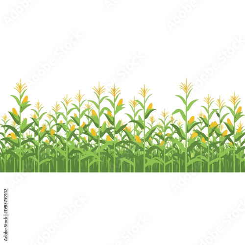 Vászonkép Vibrant Cornfield Horizon with Green Stalks and Yellow Cobs on White Background