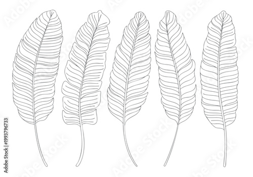 Tropical banana leaves line art illustration set with clean outline drawing.