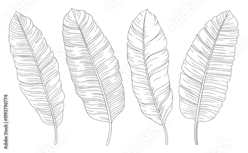 Tropical banana leaves line art illustration set with clean outline drawing.