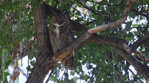 Great horned Owl Perched on a Tree Branch 