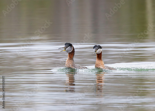 Fotografija Horned Grebe pair during mating season in Alaska