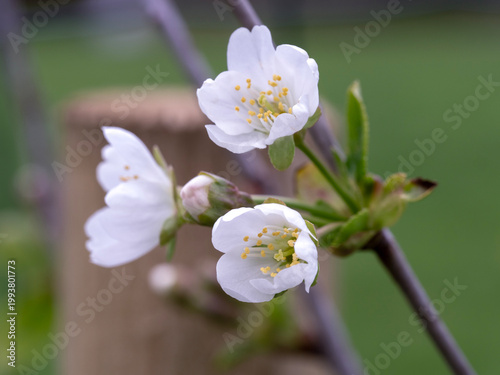 Canvastavla White blossom on a Morello cherry tree
