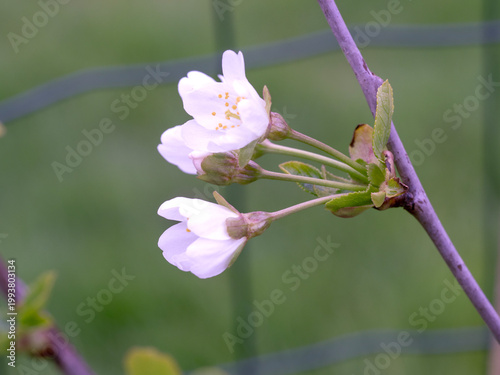 Photos White blossom on a Morello cherry tree