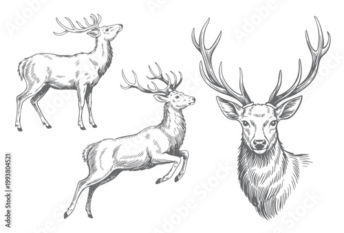 Vintage deer animal illustration hand drawn engraving sketch.
