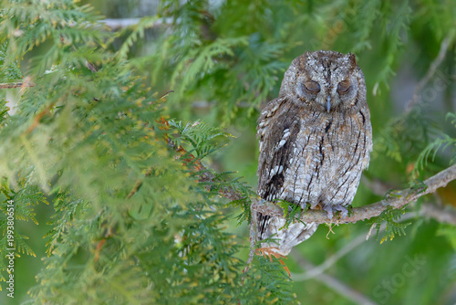 Owl sleeping peacefully on evergreen tree branch, Kubochna, Slovakia