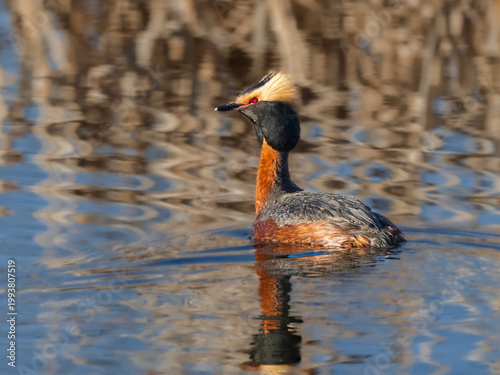 Horned Grebe during mating season in Alaska