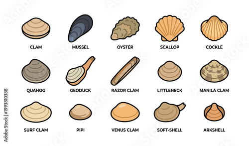 Shell illustrations arranged with labels in a grid on white