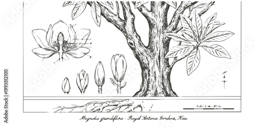 Technical Botanical Pen Ink Magnolia-Scientific Kew Botanical Bark Cross-Section Bloom Bud Root Scale Bar Specimen Label-Fine Art