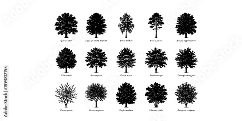 Fine Line Botanical Survey Tree Sheet-15 Species Oak Beech Birch Pine Chestnut Lime Maple Cherry Elder Hawthorn Dogwood Hazel-Survey Art