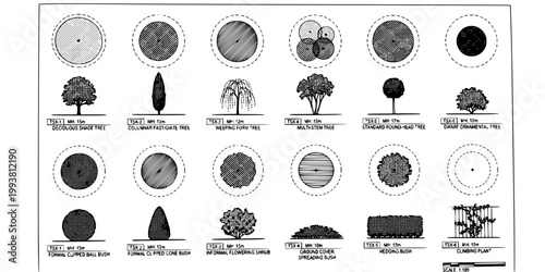 Architectural Landscape Specification Tree Drawings-Plan View Elevation Scale Bar Hatch Canopy Root Zone Fastigiate Weeping Clipped-Technical Art