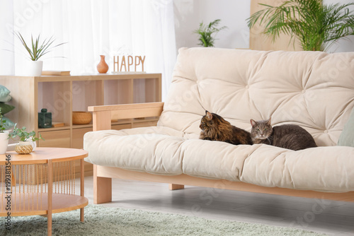 Cute cats lying on sofa in ...