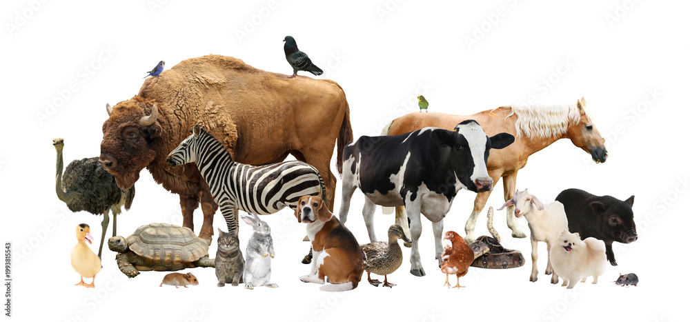 Fototapeta premium Group of different animals on transparent background