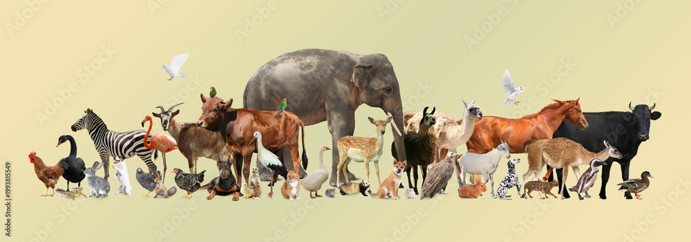 Fototapeta premium Group of different animals on dark beige background