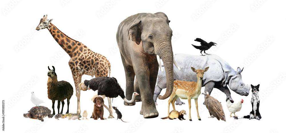 Fototapeta premium Group of different animals on transparent background
