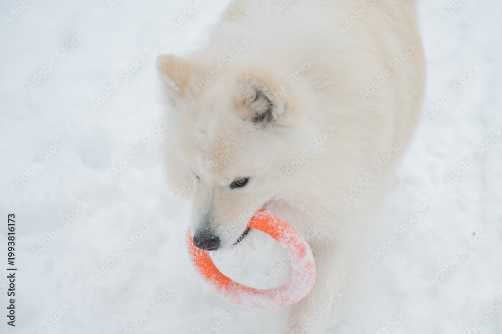 Fototapeta premium A Samoyed dog plays with a puller on a winter walk.