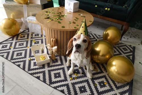 Cute Beagle dog with party ...