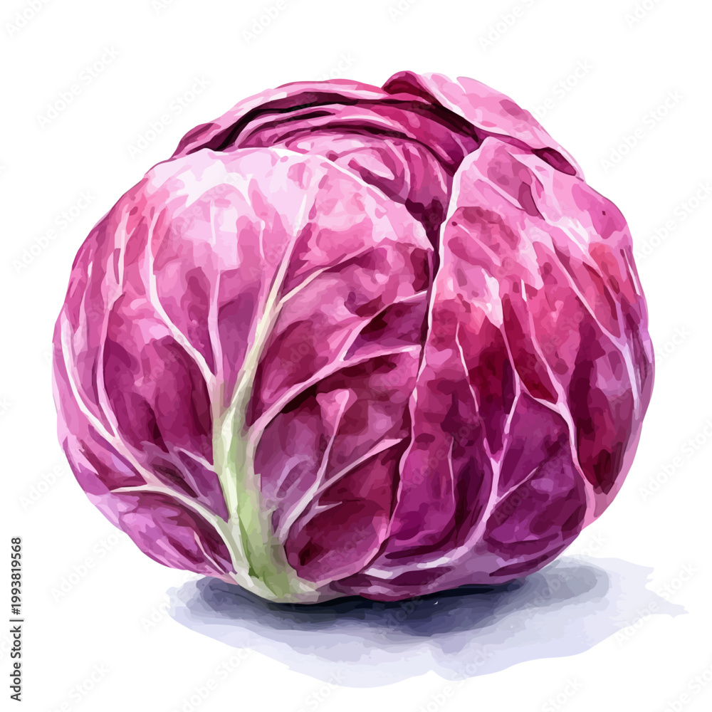 Obraz premium watercolor graphic of Red Cabbage illustration, isolated on a white background.
