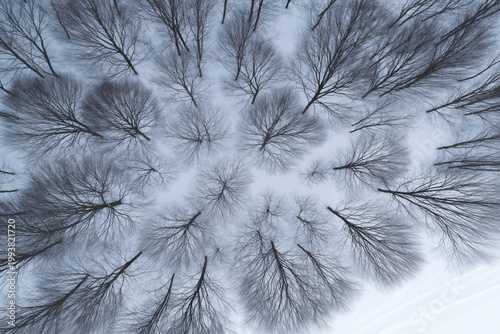 Aerial view of bare trees in winter forest canopy against a pale sky