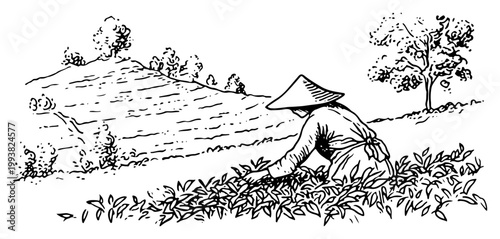 Tea picker harvesting leaves on mountain plantation terraced hills vintage engraving style