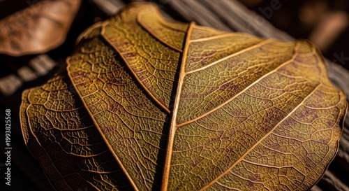 Close-up of a Dry, Textured Autumn Leaf with Intricate Veins.