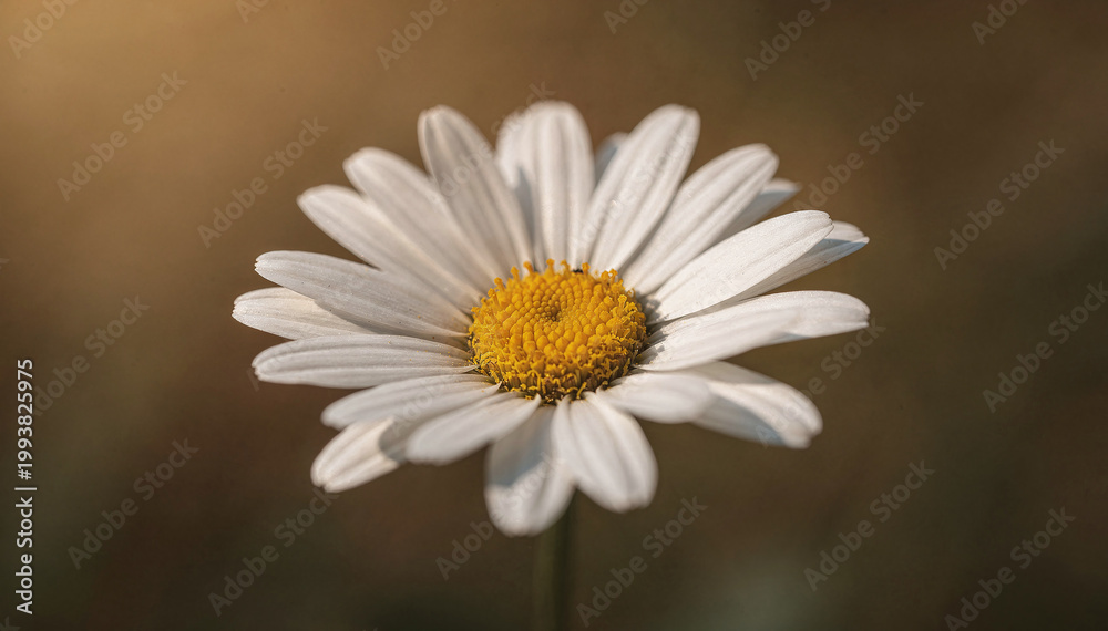 Fototapeta premium Vibrant single white flower with delicate petals and bright yellow center, bathed in soft, warm sunlight, set against a gently blurred garden background