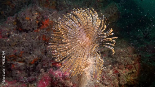 Marine life - Tube worm closes near the camera