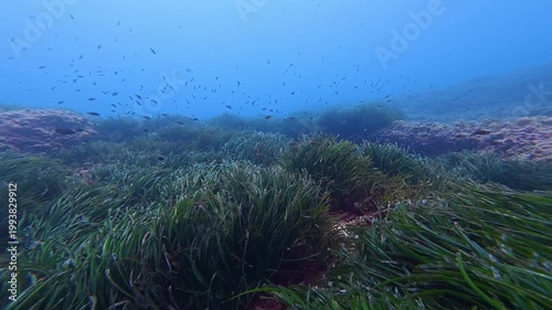Nature underwater - Posidonia seaweed field