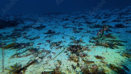Marine life - Gurnard fish in a deep seabed