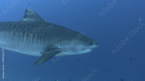 Tiger Shark in Clear Water of Indian Ocean