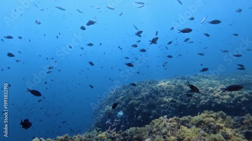 Underwater landscape - POV Scuba diving in a Mediterranean Sea reef